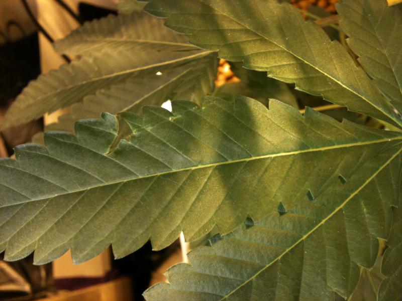 Holes in Leaf 3