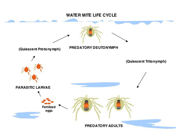 Water Mite Life Cycle